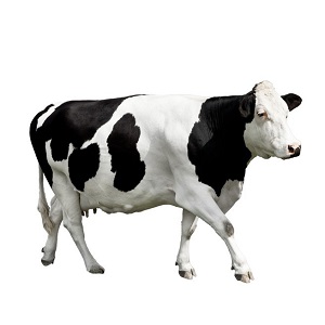 Holstein Friesian Cattle